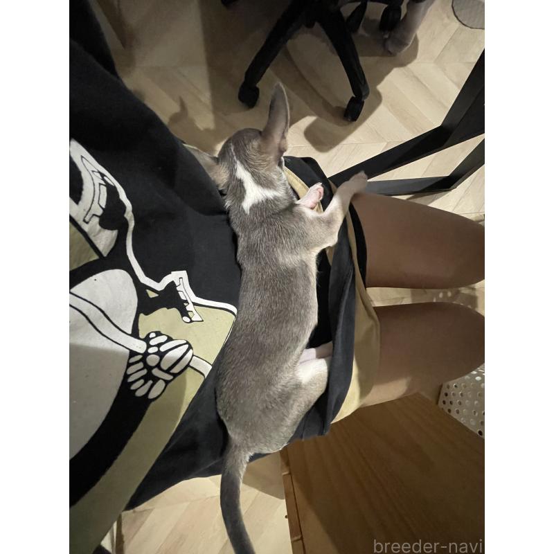 販売中の大阪府のチワワ(スムースコート)-441639の5枚目