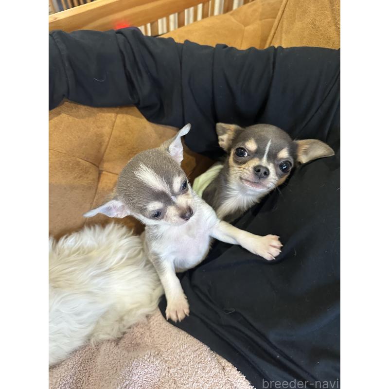 販売中の大阪府のチワワ(スムースコート)-441639の4枚目