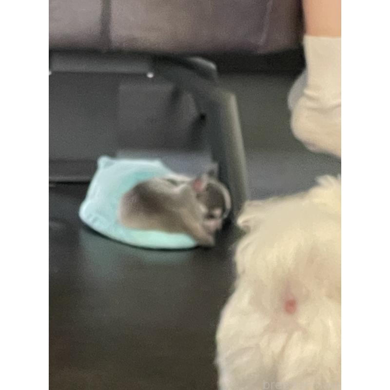 販売中の大阪府のチワワ(スムースコート)-441639の3枚目