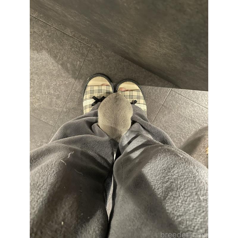 販売中の大阪府のチワワ(スムースコート)-441639の2枚目