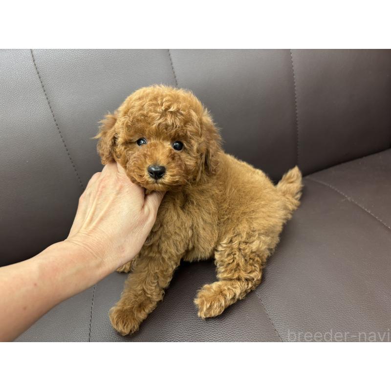 成約済の神奈川県のトイプードル-439414の5枚目