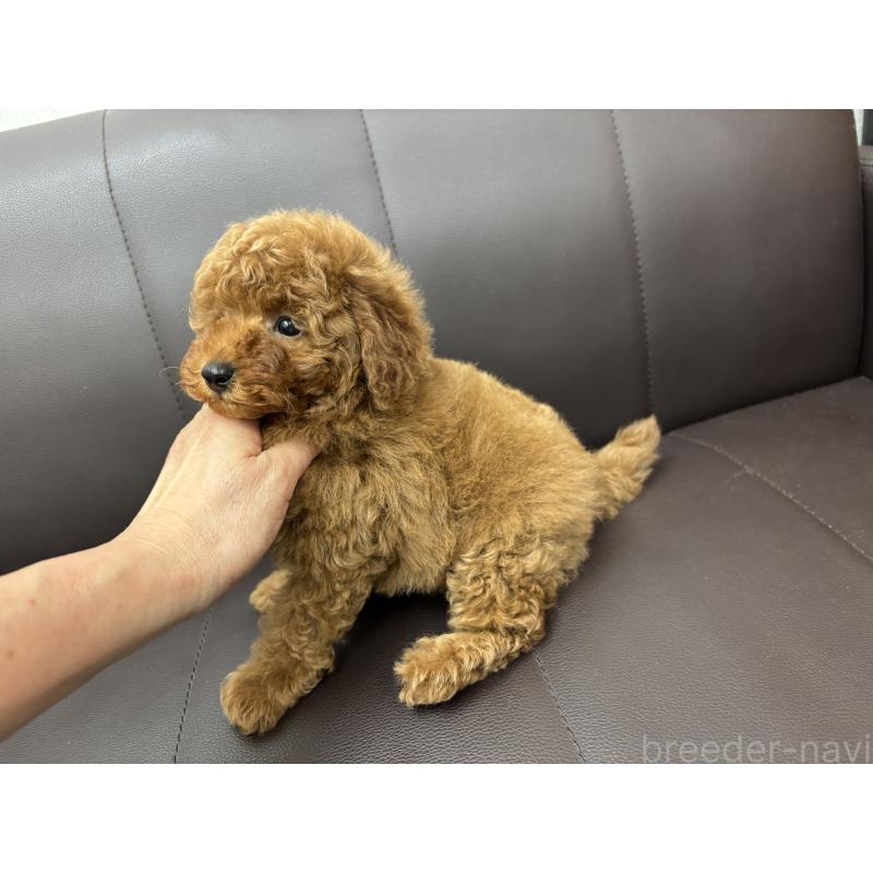 成約済の神奈川県のトイプードル-439414の4枚目