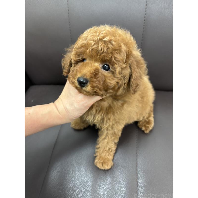 成約済の神奈川県のトイプードル-439414の3枚目