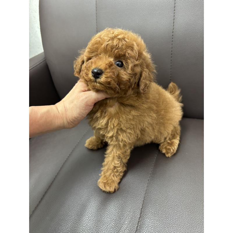 成約済の神奈川県のトイプードル-439414の2枚目