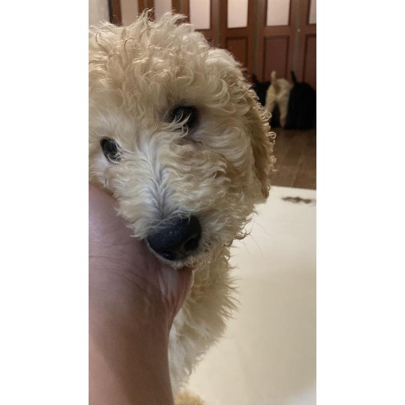 販売中の大阪府のゴールデンドゥードル:ゴールデンレトリーバー×プードル-436248の7枚目
