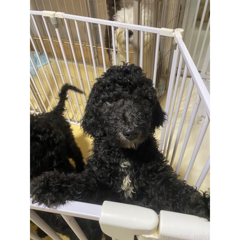 販売中の大阪府のゴールデンドゥードル:ゴールデンレトリーバー×プードル-436254の6枚目