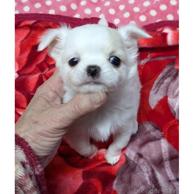 成約済の福井県のチワワ(ロングコート)-439105の4枚目