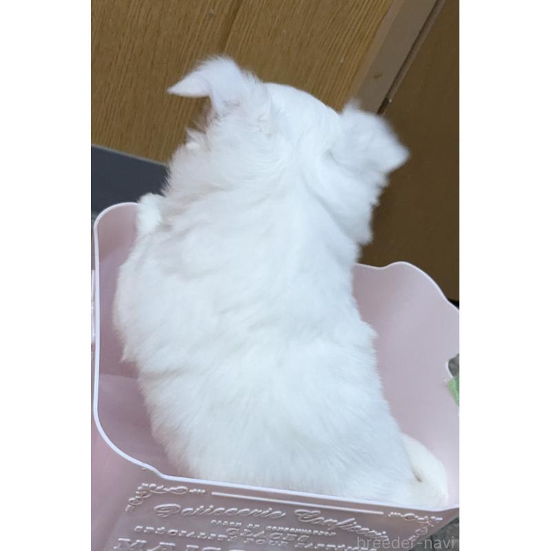 成約済の福井県のチワワ(ロングコート)-439105の3枚目