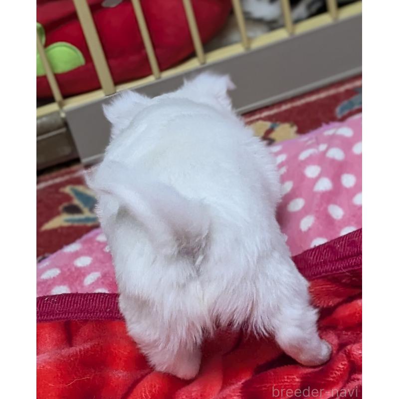 成約済の福井県のチワワ(ロングコート)-439105の2枚目