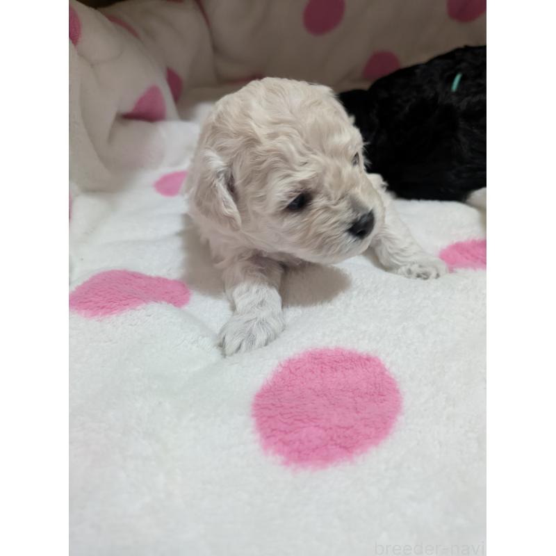 販売中の三重県のミックス犬-438024の8枚目