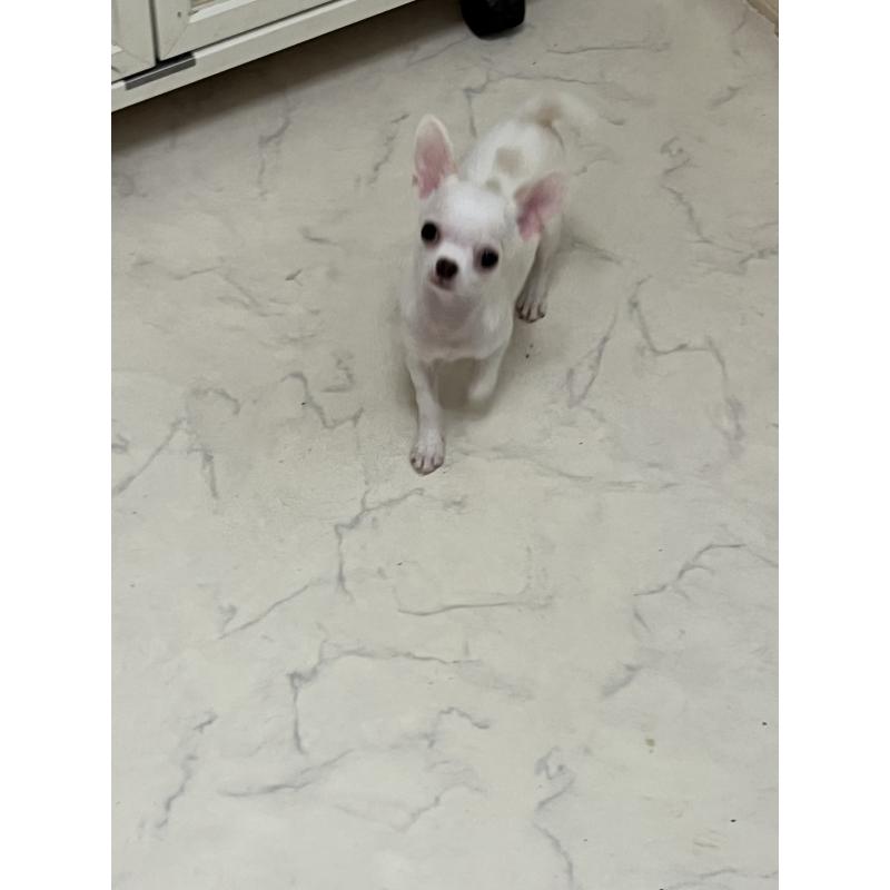 販売中の山口県のチワワ(スムースコート)-441640の7枚目