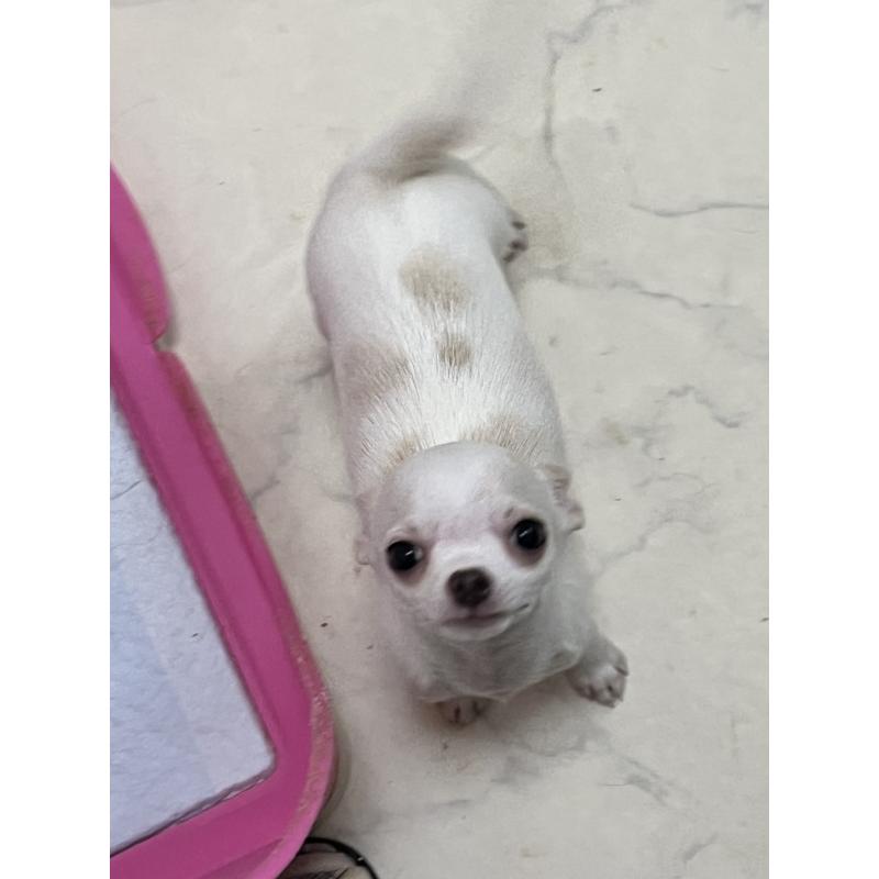 販売中の山口県のチワワ(スムースコート)-441640の6枚目