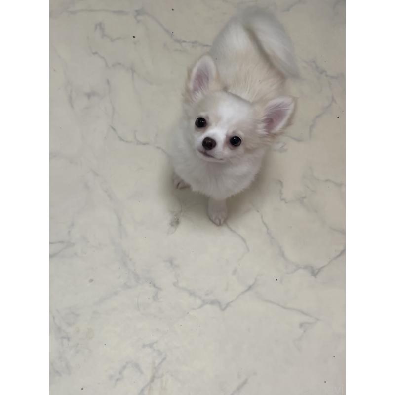 販売中の山口県のチワワ(ロングコート)-441641の7枚目