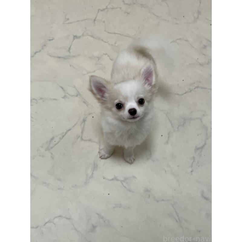 販売中の山口県のチワワ(ロングコート)-441641の6枚目