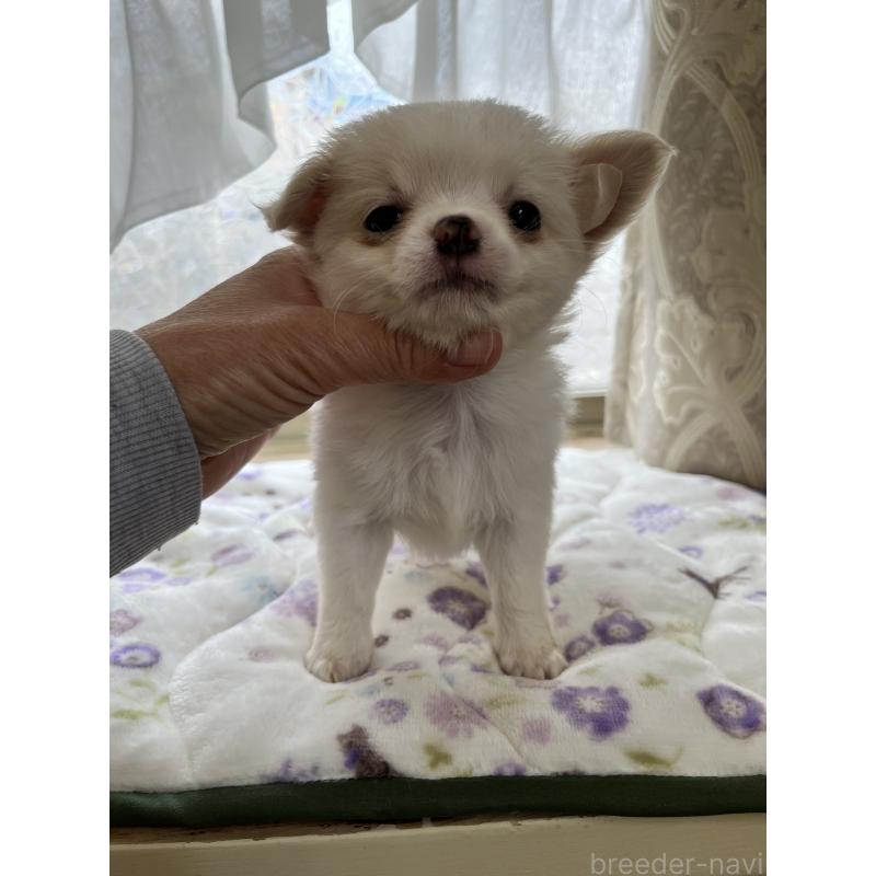 販売中の山口県のチワワ(ロングコート)-441641の5枚目