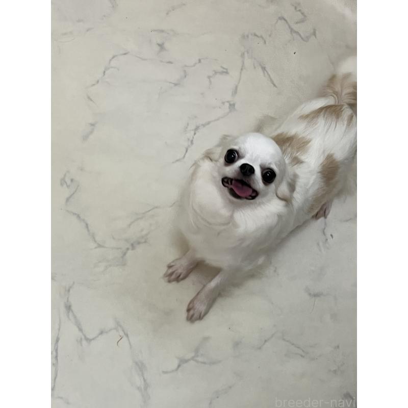 販売中の山口県のチワワ(ロングコート)-441641の2枚目