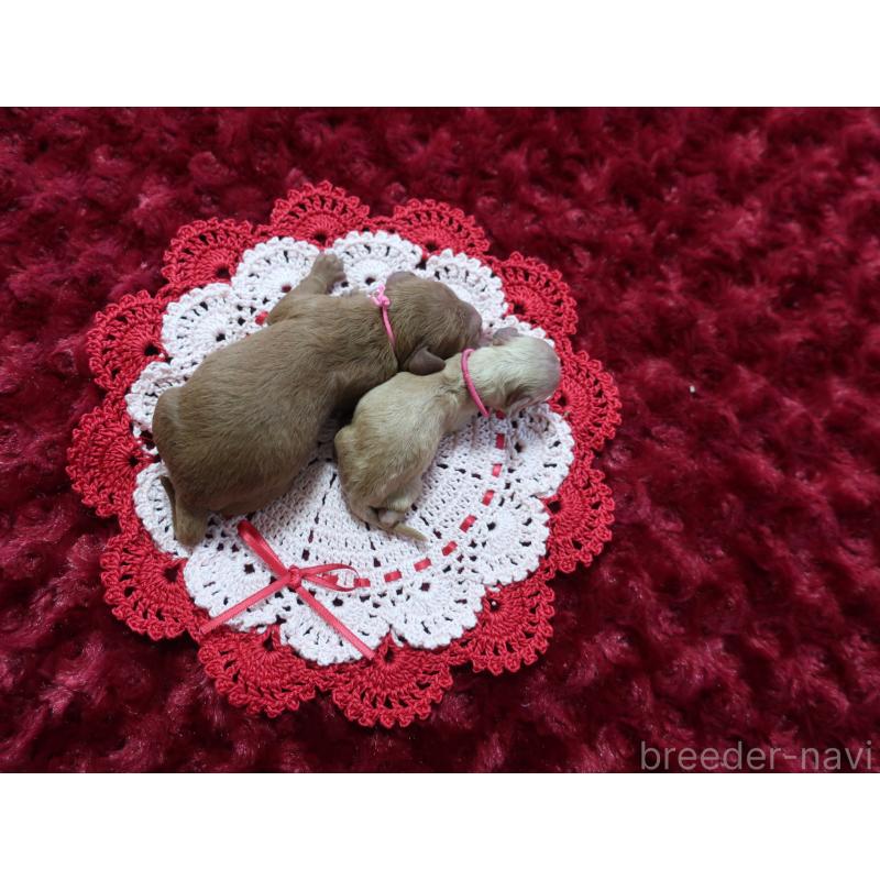 販売中の鹿児島県のトイプードル-441642の4枚目