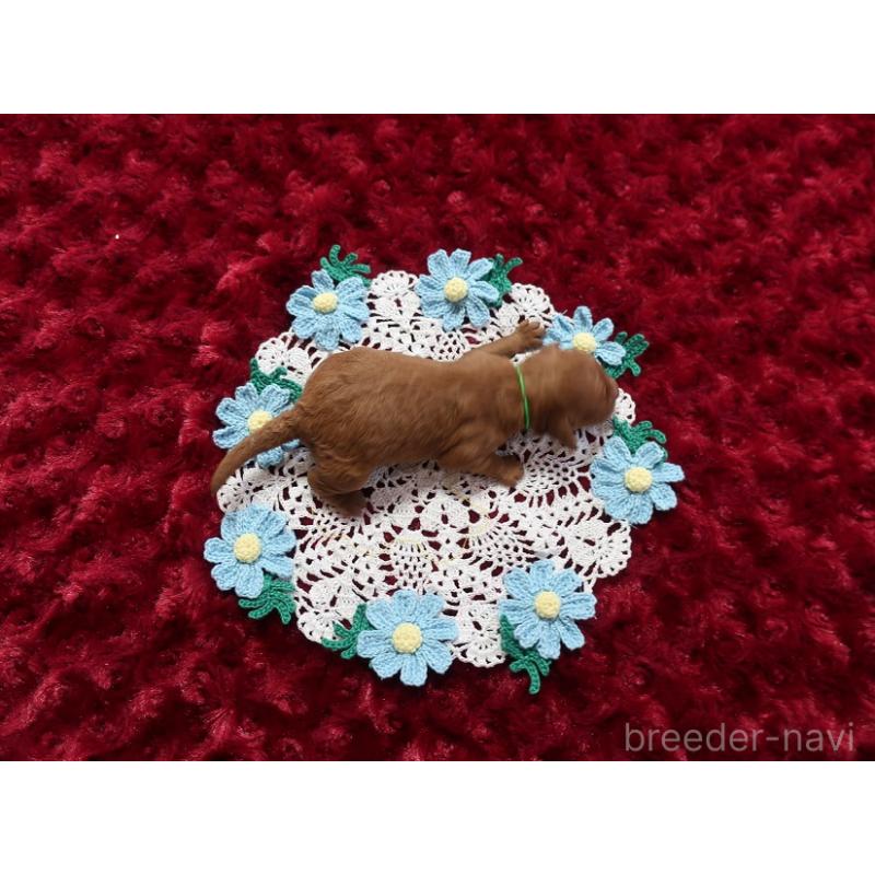 販売中の鹿児島県のトイプードル-441642の3枚目