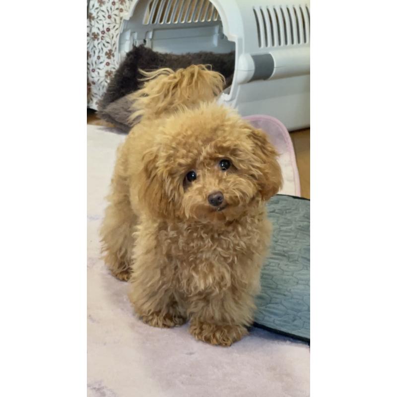 商談中の宮城県のタイニープードル-407992の3枚目