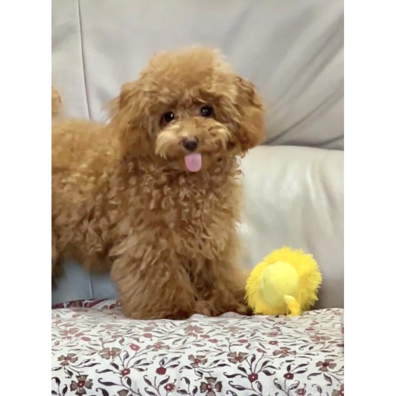 商談中の宮城県のタイニープードル-407992の2枚目