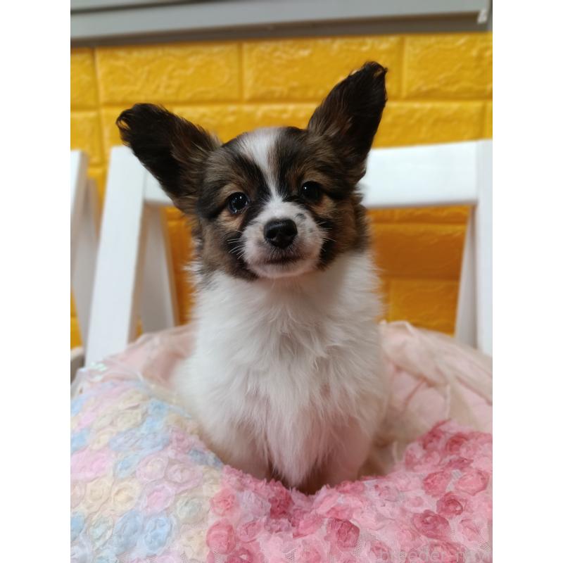 販売中の千葉県のパピヨン-423097の14枚目