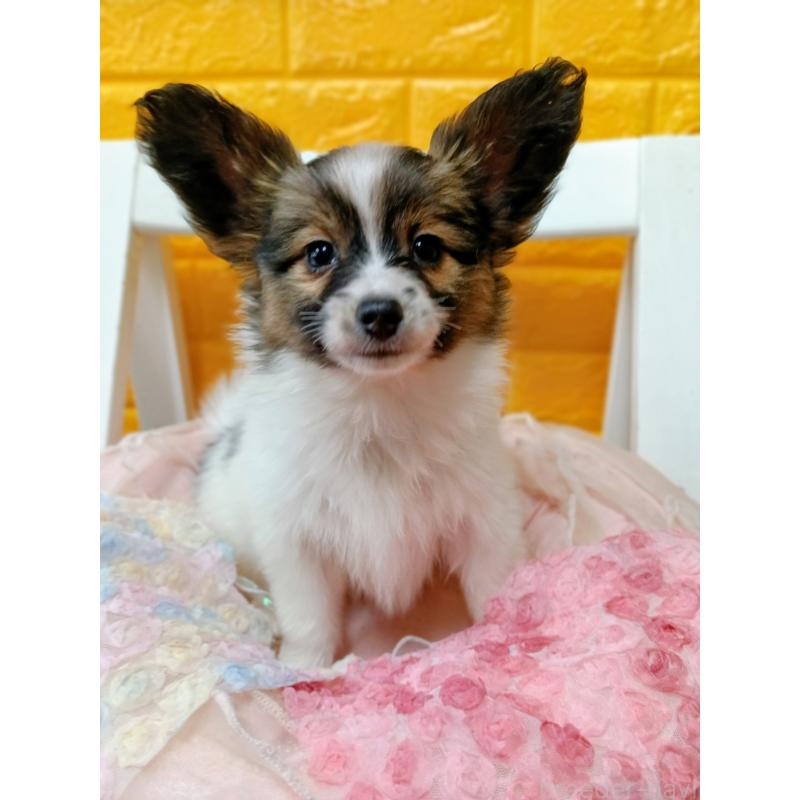 販売中の千葉県のパピヨン-423097の13枚目