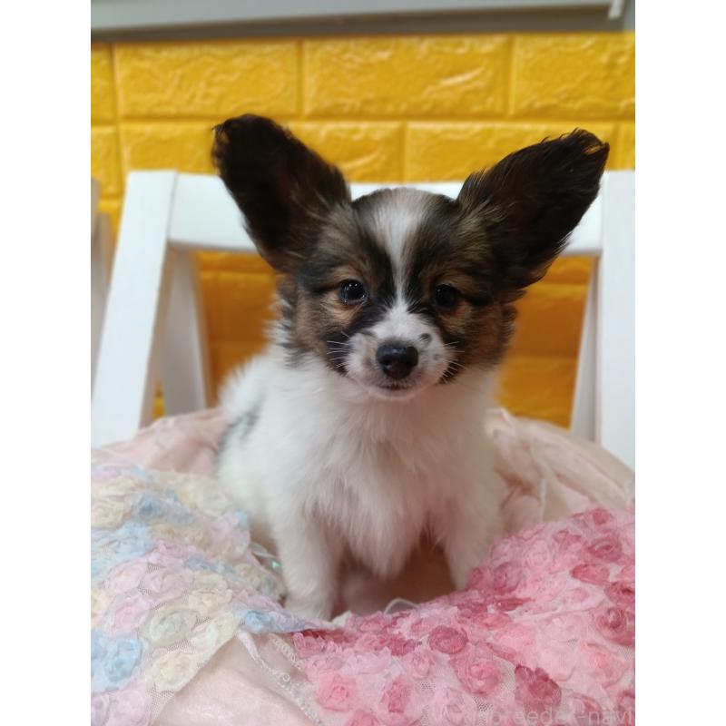 販売中の千葉県のパピヨン-423097の11枚目