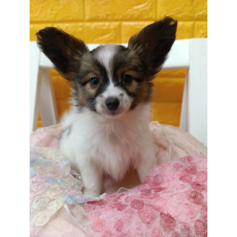 販売中の千葉県のパピヨン-423097の10枚目