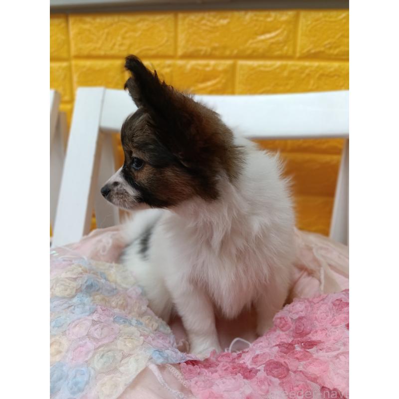 販売中の千葉県のパピヨン-423097の9枚目