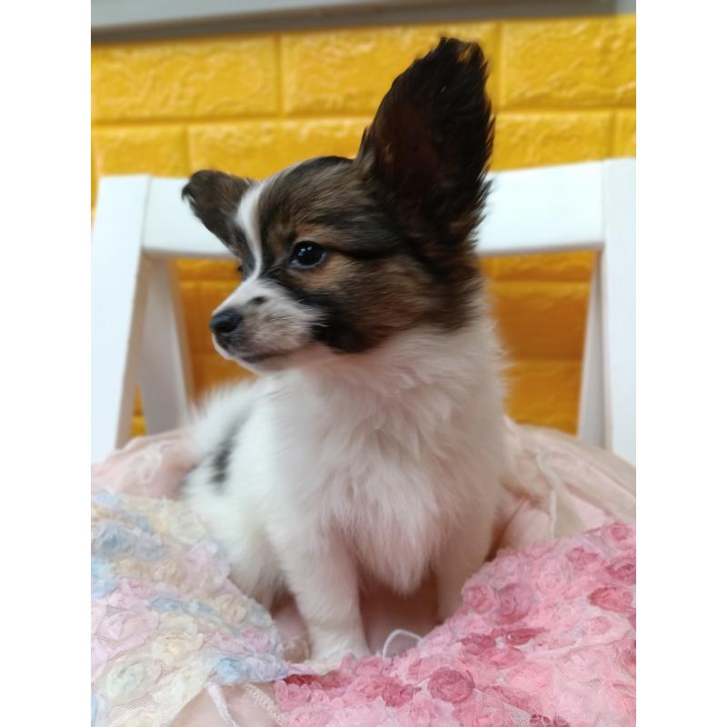 販売中の千葉県のパピヨン-423097の8枚目