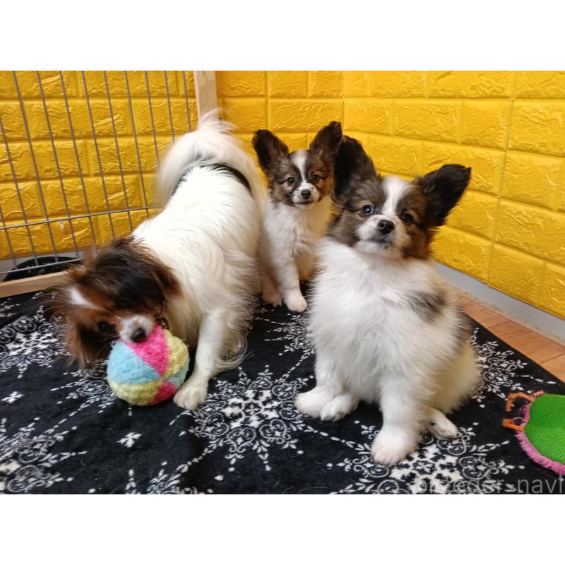 販売中の千葉県のパピヨン-423097の6枚目