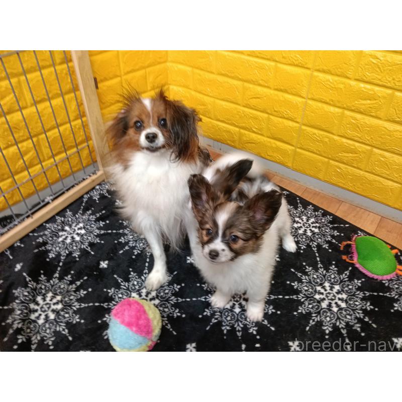 販売中の千葉県のパピヨン-423097の5枚目