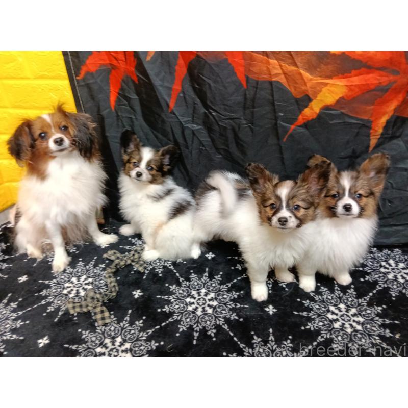 販売中の千葉県のパピヨン-423097の4枚目