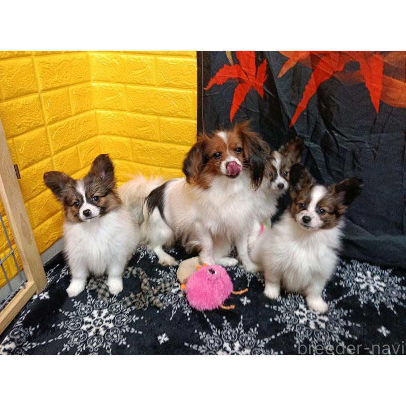 販売中の千葉県のパピヨン-423097の3枚目