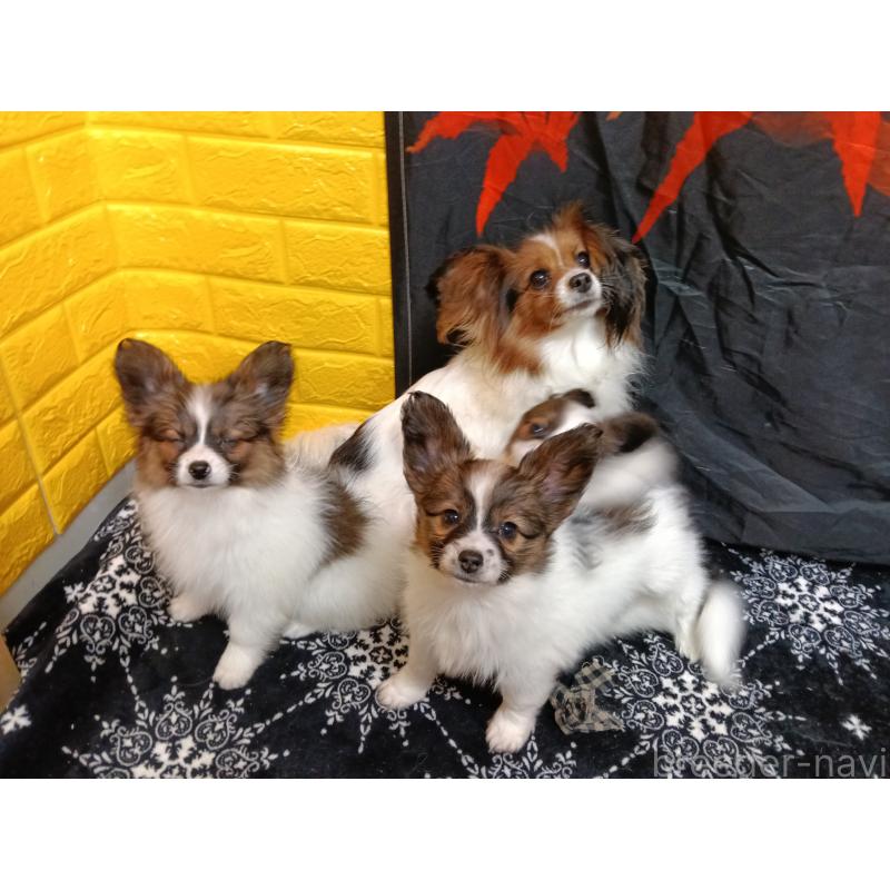 販売中の千葉県のパピヨン-423097の2枚目