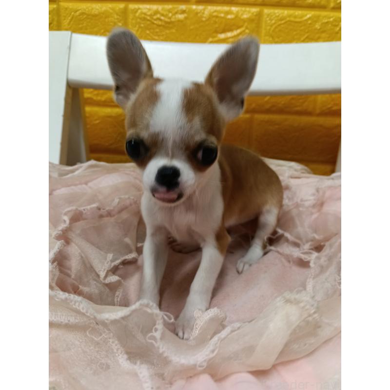 販売中の千葉県のチワワ(スムースコート)-420968の16枚目