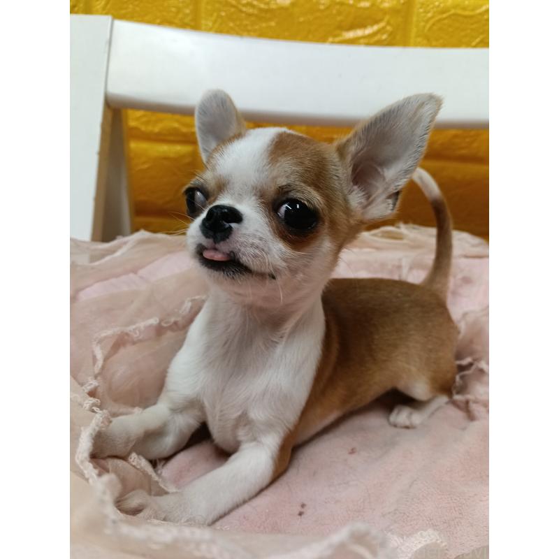 販売中の千葉県のチワワ(スムースコート)-420968の15枚目