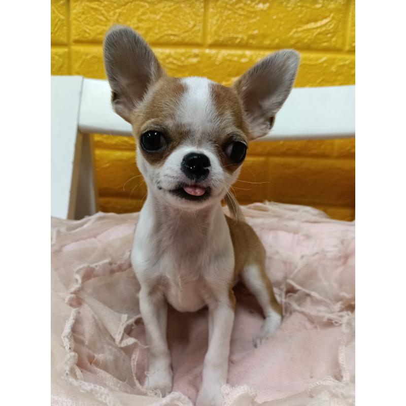 販売中の千葉県のチワワ(スムースコート)-420968の14枚目
