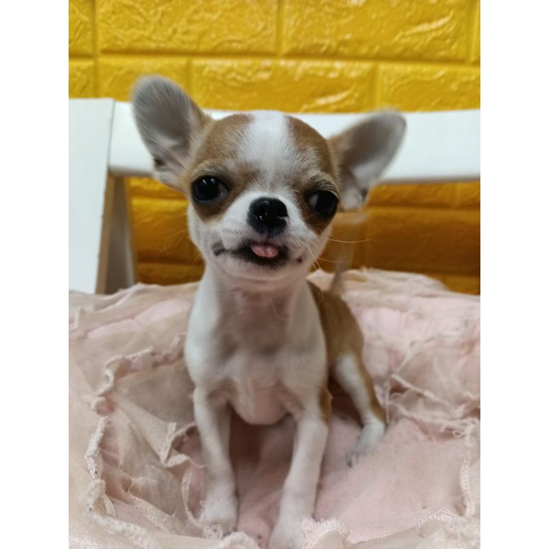 販売中の千葉県のチワワ(スムースコート)-420968の13枚目