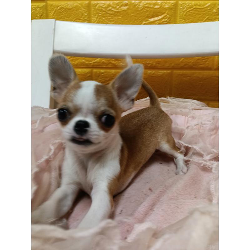 販売中の千葉県のチワワ(スムースコート)-420968の12枚目