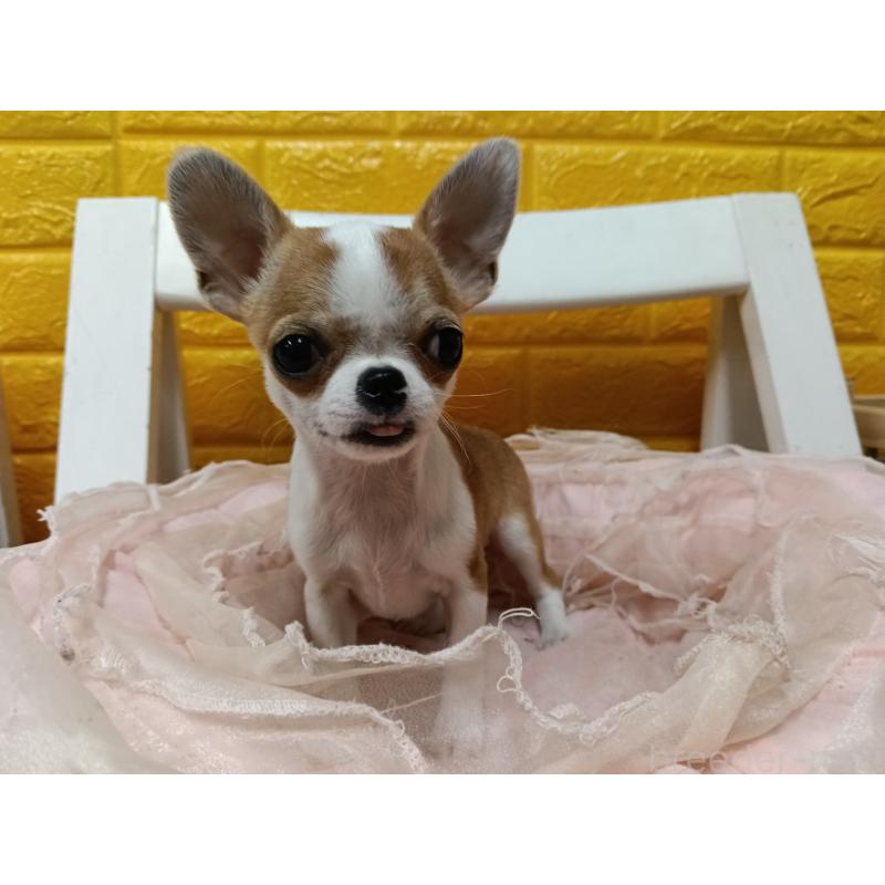 販売中の千葉県のチワワ(スムースコート)-420968の11枚目