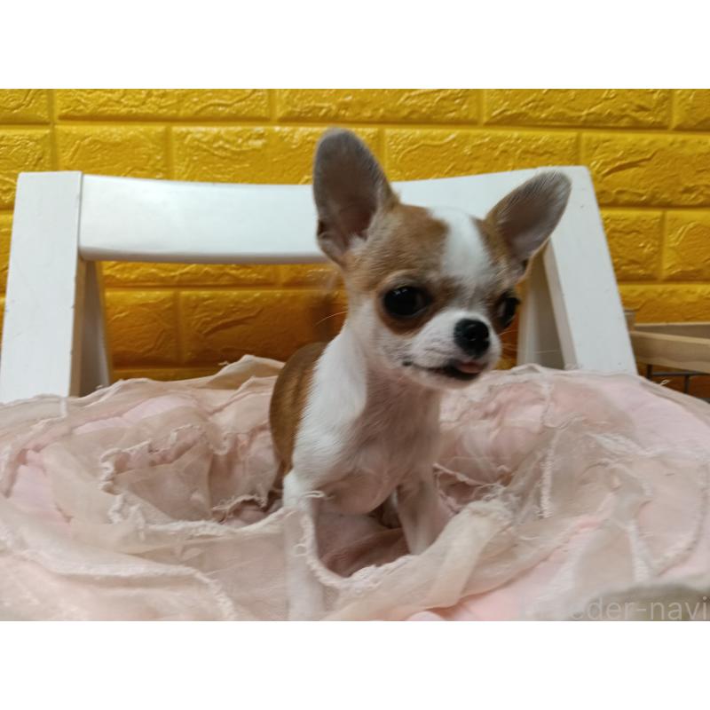 販売中の千葉県のチワワ(スムースコート)-420968の9枚目