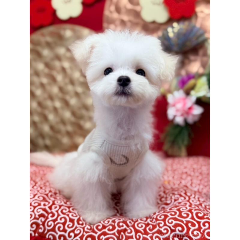 販売中の山形県のチワマル:チワワ×マルチーズ-422371の2枚目