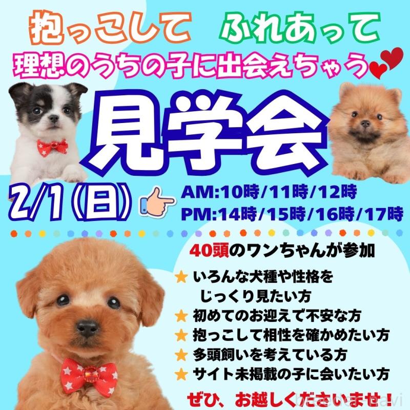 販売中の静岡県のトイプードル-440994の4枚目