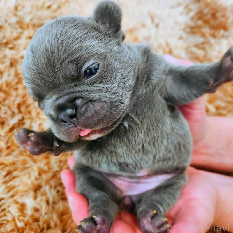 販売中の鹿児島県のフレンチブルドッグ-441647の10枚目