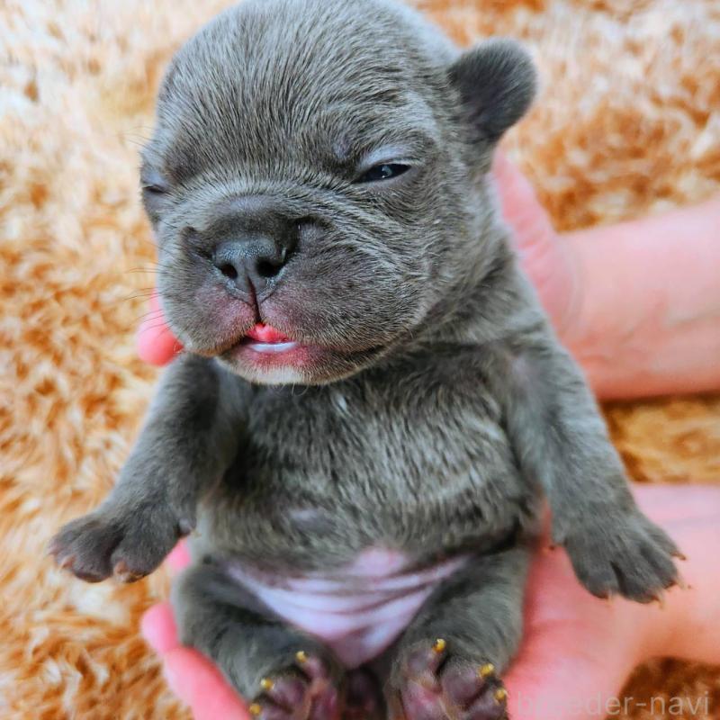 販売中の鹿児島県のフレンチブルドッグ-441647の9枚目