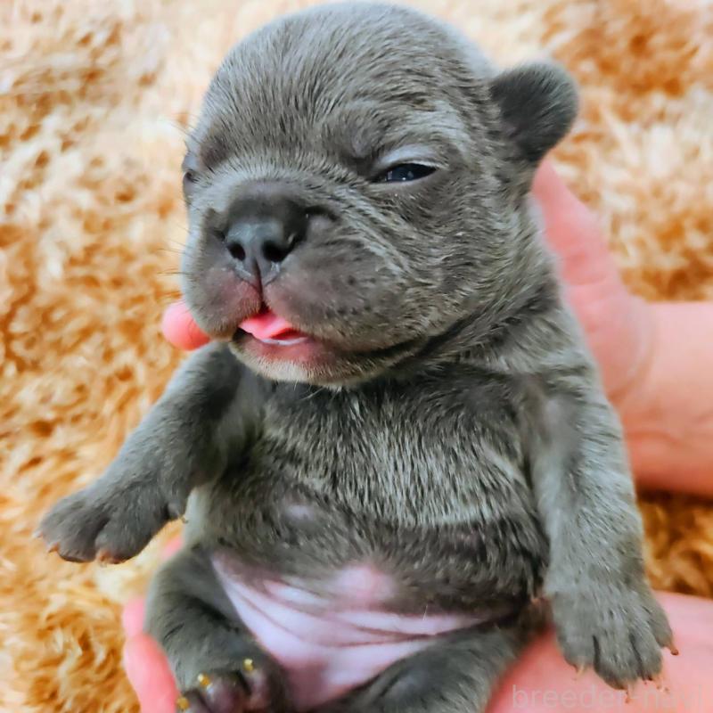 販売中の鹿児島県のフレンチブルドッグ-441647の8枚目