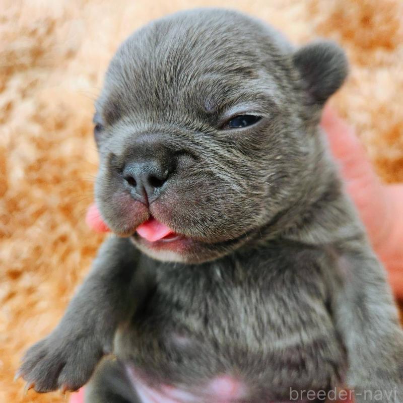 販売中の鹿児島県のフレンチブルドッグ-441647の7枚目