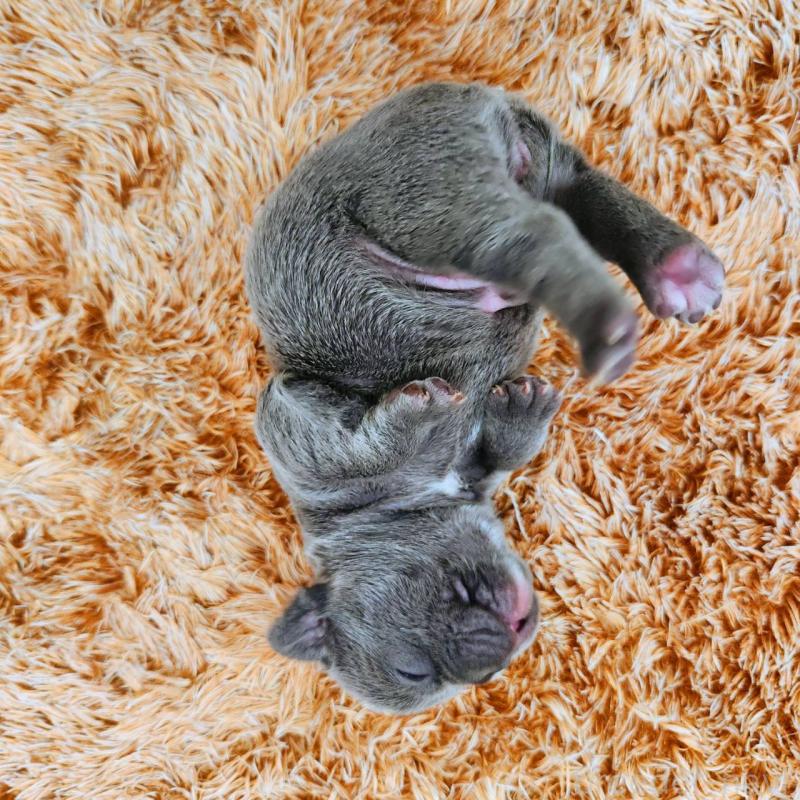 販売中の鹿児島県のフレンチブルドッグ-441647の6枚目