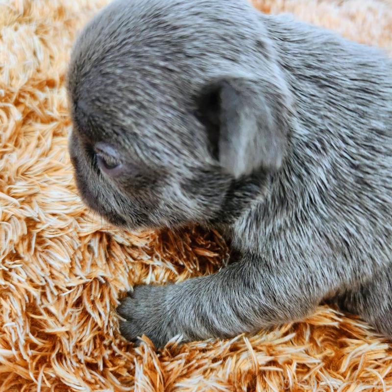 販売中の鹿児島県のフレンチブルドッグ-441647の5枚目